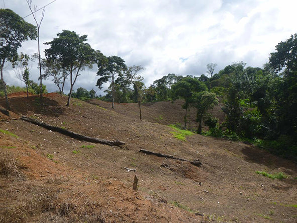 plantando árboles