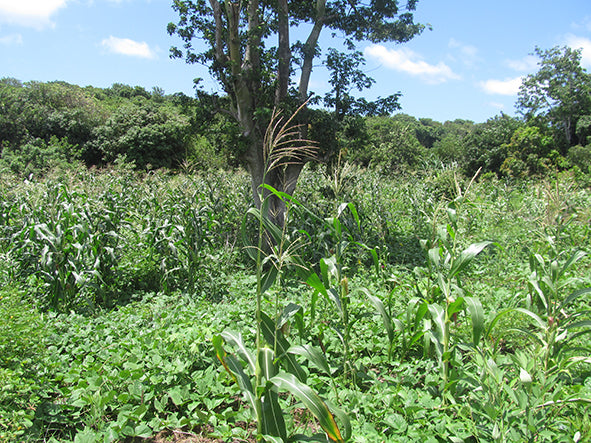 plantando árboles
